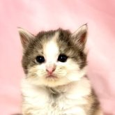 ノルウェージャンフォレストキャット