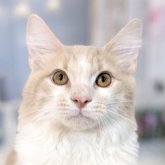 ノルウェージャンフォレストキャット