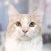 ノルウェージャンフォレストキャット