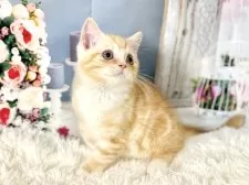 ミヌエット(長足)【東京都・女の子・2025年10月31日・レッドタビー】の写真2