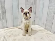 ラグドール【東京都・男の子・2025年6月11日・シールポイントミテッド】の写真2