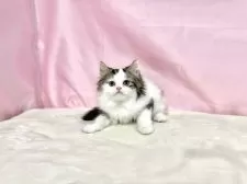 マンチカン(長足)【東京都・男の子・2025年9月3日・ブラウンタビー&ホワイト】の写真2