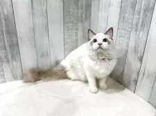 ラグドール【東京都・男の子・2025年4月13日・シールポイントバイカラー】の写真2