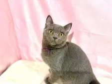 ブリティッシュショートヘア【東京都・男の子・2025年6月30日・ブルー】の写真2