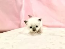 ラグドール【東京都・女の子・2025年10月11日・ブルーポイントミテッド】の写真2