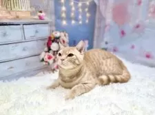 マンチカン(長足)【東京都・男の子・2025年8月23日・クリームタビー】の写真2