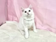 ノルウェージャンフォレストキャット【東京都・女の子・2025年8月2日・ホワイト】の写真2