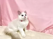 ラグドール【東京都・男の子・2025年7月13日・ブルーポイントバイカラー】の写真2