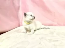 ラグドール【東京都・男の子・2025年10月11日・ブルーポイントミテッド】の写真2