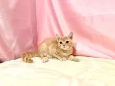 マンチカン(長足)【東京都・男の子・2025年8月23日・クリームタビー】の写真2