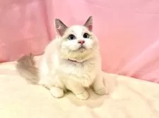 ラグドール【東京都・女の子・2025年6月27日・ブルーポイントバイカラー】の写真2