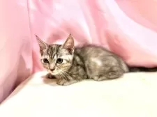 マンチカン(短足)【東京都・女の子・2025年8月23日・トーティ】の写真3