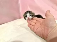 マンチカン(短足)【東京都・男の子・2025年10月19日・ブラウンタビー&ホワイト】の写真3