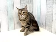 スコティッシュフォールド(立ち耳)【東京都・女の子・2025年4月14日・ブラウンタビー】の写真3