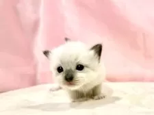 ラグドール【東京都・女の子・2025年10月11日・ブルーポイントミテッド】の写真3