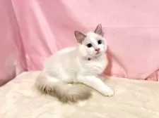 ラグドール【東京都・男の子・2025年7月13日・ブルーポイントバイカラー】の写真3