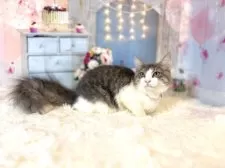 ノルウェージャンフォレストキャット【東京都・男の子・2025年5月15日・ブルー&ホワイト】の写真3