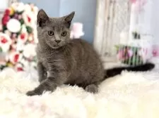 ブリティッシュショートヘア【東京都・男の子・2025年8月25日・ブルー】の写真3