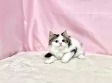 マンチカン(長足)【東京都・男の子・2025年9月3日・ブラウンタビー&ホワイト】の写真3