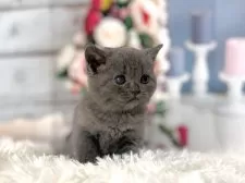 ブリティッシュショートヘア【東京都・女の子・2025年11月5日・ブルー】の写真3