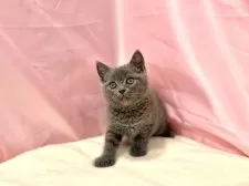 ブリティッシュショートヘア【東京都・男の子・2025年8月25日・ブルー】の写真3