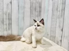 ラグドール【東京都・男の子・2025年3月29日・シールポイントバイカラー】の写真3