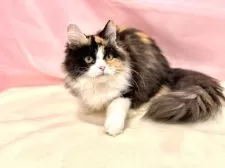 マンチカン(長足)【東京都・女の子・2025年4月16日・キャリコ】の写真3