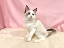 ラグドール【東京都・女の子・2025年7月13日・シールポイントバイカラー】の写真3