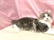 ノルウェージャンフォレストキャット【東京都・男の子・2025年4月17日・ブルー&ホワイト】の写真3