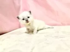 ラグドール【東京都・男の子・2025年10月11日・ブルーポイントミテッド】の写真3