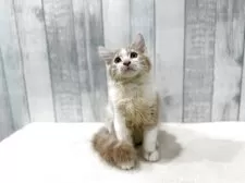 ノルウェージャンフォレストキャット【東京都・男の子・2025年7月2日・クリーム&ホワイト】の写真3