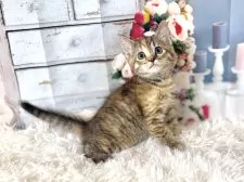 マンチカン(長足)【東京都・女の子・2025年10月11日・トーティシェル】の写真3