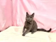 ブリティッシュショートヘア【東京都・女の子・2025年6月30日・ブルー】の写真3