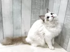 ラグドール【東京都・男の子・2025年4月13日・シールポイントバイカラー】の写真3