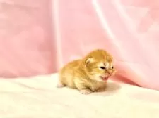 ミヌエット(短足)【東京都・女の子・2025年9月23日・レッドタビー】の写真4