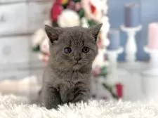 ブリティッシュショートヘア【東京都・女の子・2025年11月5日・ブルー】の写真4