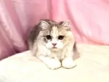 スコティッシュフォールド(立ち耳)【東京都・女の子・2025年4月18日・ダイリュートキャリコ】の写真4