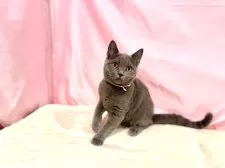 ブリティッシュショートヘア【東京都・女の子・2025年6月30日・ブルー】の写真4