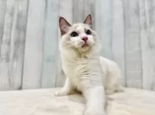 ラグドール【東京都・男の子・2025年3月27日・ブルーポイントバイカラー】の写真4