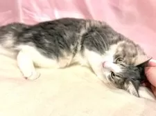 ノルウェージャンフォレストキャット【東京都・男の子・2025年4月17日・ブルー&ホワイト】の写真4