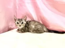 マンチカン(短足)【東京都・女の子・2025年8月23日・トーティ】の写真4