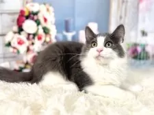 ノルウェージャンフォレストキャット【東京都・男の子・2025年8月2日・ブルー&ホワイト】の写真4