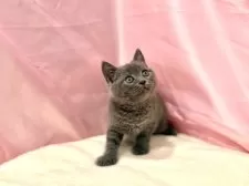 ブリティッシュショートヘア【東京都・男の子・2025年8月25日・ブルー】の写真4