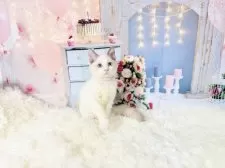 ラグドール【東京都・女の子・2025年8月21日・ブルーポイントバイカラー】の写真4