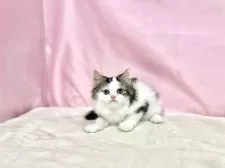 マンチカン(長足)【東京都・男の子・2025年9月3日・ブラウンタビー&ホワイト】の写真4