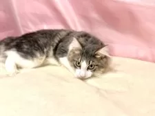 ノルウェージャンフォレストキャット【東京都・男の子・2025年4月17日・ブルー&ホワイト】の写真5