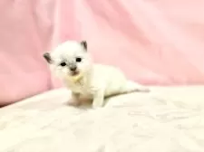 ラグドール【東京都・男の子・2025年10月11日・ブルーポイントミテッド】の写真5