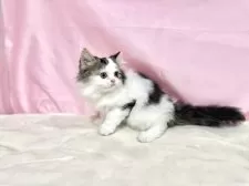 マンチカン(長足)【東京都・男の子・2025年9月3日・ブラウンタビー&ホワイト】の写真5