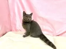 ブリティッシュショートヘア【東京都・男の子・2025年6月30日・ブルー】の写真5