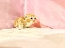 スコティッシュフォールド(折れ耳)【東京都・男の子・2025年10月11日・レッドタビー&ホワイト】の写真5